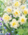 Narcissus 'White Lion'