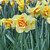 Narcissus 'Tahiti'