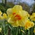 Narcissus 'Tahiti'