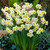 Narcissus 'Minnow'