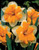 Narcissus 'Orangery'