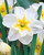 Narcissus 'Lemon Beauty'