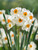 Narcissus Geranium 12-14cm