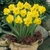 Narcissus 'King Alfred'