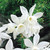 Narcissus 'Thalia'