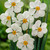 Narcissus 'Actaea'