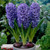 Hyacinth 'Delft Blue' 14/15cm