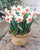 Narcissus 'Salome'