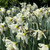 Narcissus 'Mount Hood'