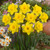 Narcissus Dutch Master 12-14cm