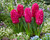 Hyacinth 'Jan Bos' 14/15cm
