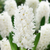 Hyacinth 'Aiolos' 17/18cm