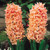Hyacinth 'Gypsy Queen' 17/18cm