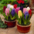 Hyacinths Top Size Mix