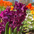Hyacinth 'Woodstock' 17/18cm
