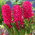 Hyacinth 'Jan Bos' 17/18cm