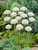 Allium Multibulbosum nigrum 10/12cm