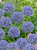Allium Azureum