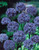 Allium Azureum