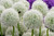 Allium Mount Everest 18cm+