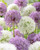 Allium Mount Everest 18cm+
