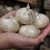 Allium Mount Everest 18cm+