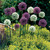 Allium Mount Everest 18cm+