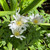 Anemone Blanda White Splendour