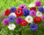 Anemone St Brigid 5-6cm