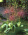 Allium schubertii 10/12cm