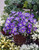 Anemone Blanda Atrocoerulea Blue 4/5cm