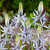 Camassia Cusickii 12cm+