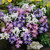 Chionodoxa luciliae 'Alba'