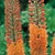 Eremurus 'Cleopatra'