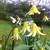 Erythronium 'Pagoda'