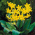 Erythronium 'Pagoda'
