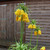 Fritillaria Lutea 18/20cm