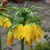 Fritillaria Lutea 18/20cm