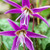 Erythronium Dens Canis