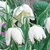 Fritillaria meleagris 'Alba'