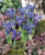 Iris reticulata 'Harmony'