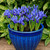 Iris reticulata 'Harmony'