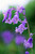 Hyacinthoides Non Scripta