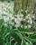 Ornithogalum nutans
