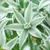 Ornithogalum nutans