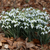 Galanthus nivalis