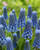 Muscari aucheri 'Blue Magic'