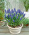 Muscari armeniacum