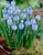 Muscari Azureum 6/7cm
