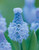 Muscari Azureum 6/7cm